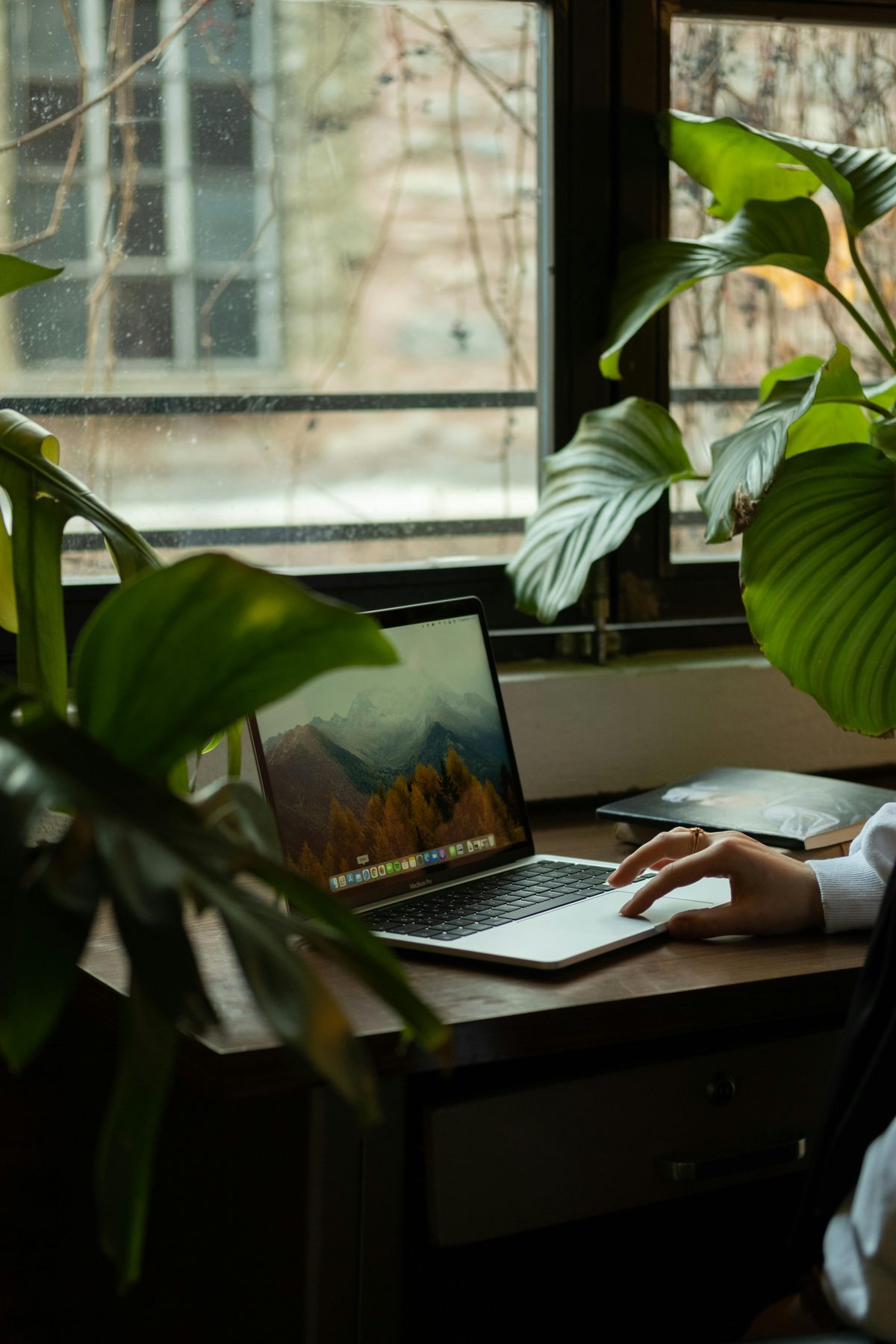 Laptop workspace beside a window and indoor plants